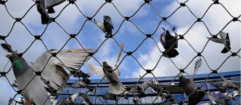 Pigeon Safety Nets